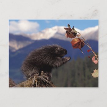 Common Porcupine Eating Alaskan High Brush Postcard by theworldofanimals at Zazzle