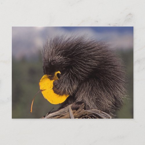 common porcupine Erethizon dorsatum baby Postcard