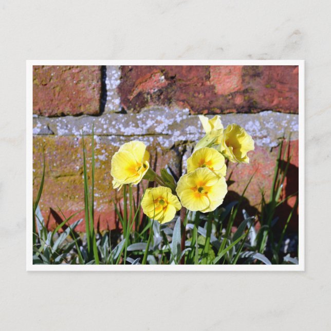 Common Primrose Postcard (Front)