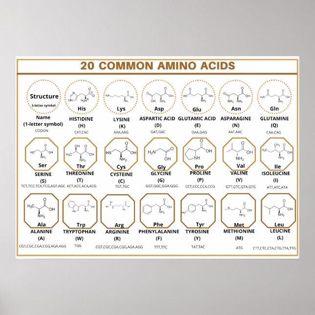 Common quide to 20 common amino acids poster (Front)