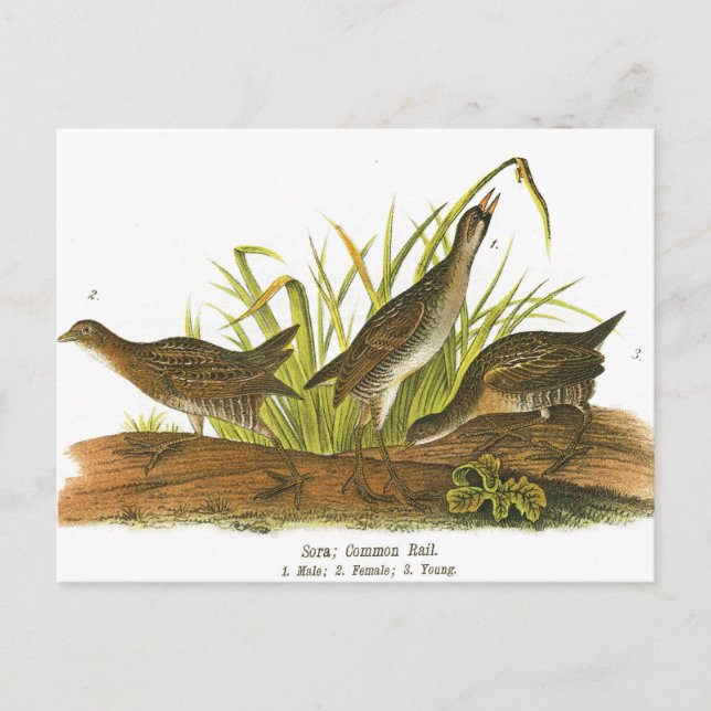 Common Rail Postcard (Front)