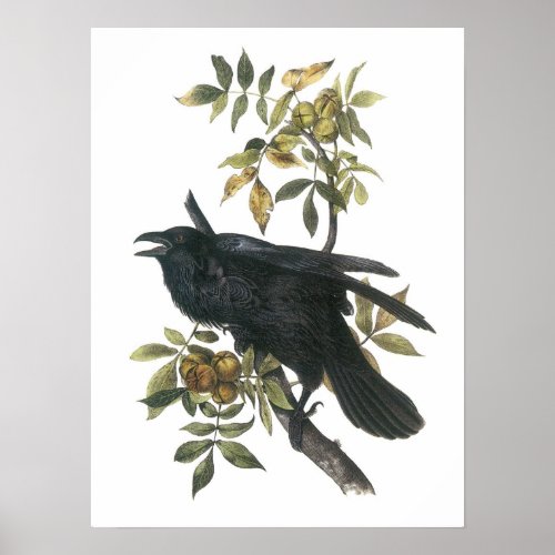 Common Raven by Audubon Poster