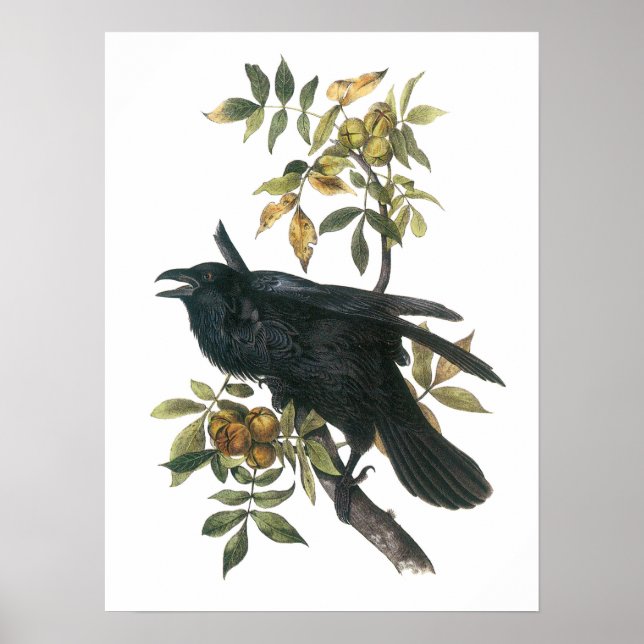 Common Raven by Audubon Poster (Front)
