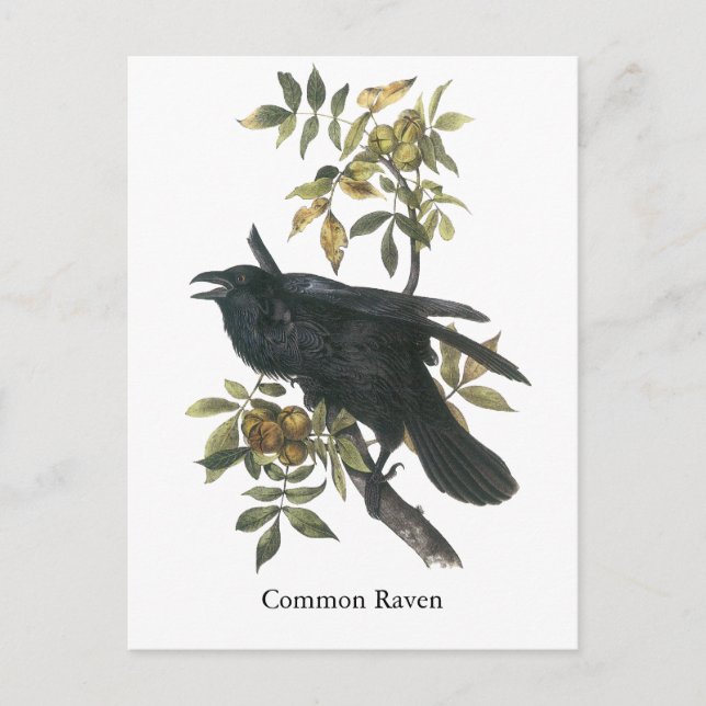 Common Raven, John audubon Postcard (Front)