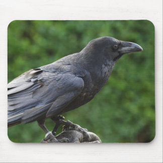Common Raven Mouse Pad