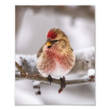 Common Red Poll Bird In Snow Photo Print by nikkilynndesign at Zazzle
