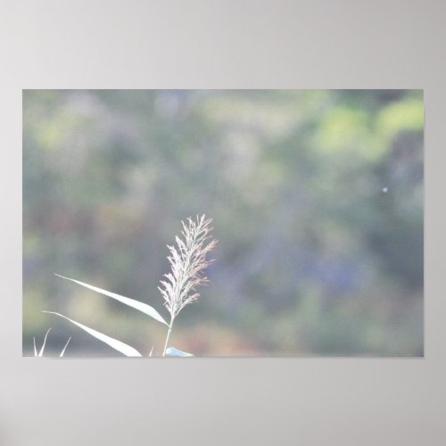 Common Reed Grass Poster