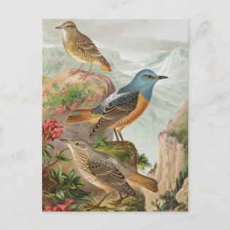 Common Rock Thrush Postcard