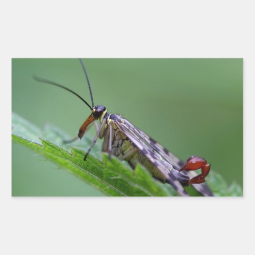 Common Scorpion Fly Panorpa communis Rectangular Sticker