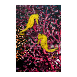 Common Sea Horse Hippocampus Taeniopterus Acrylic Print