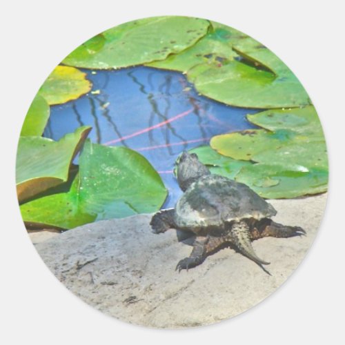 Common Snapping Turtle _ Chelydra serpentina Classic Round Sticker
