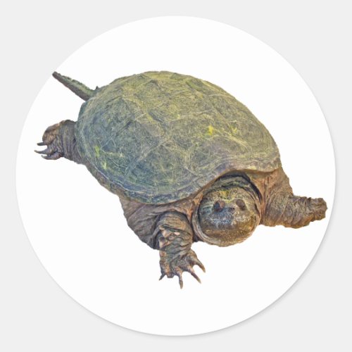 Common Snapping Turtle _ Chelydra serpentina Classic Round Sticker