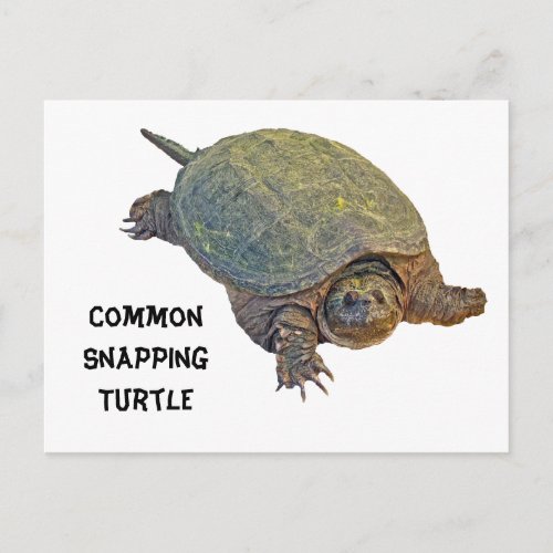 Common Snapping Turtle _ Chelydra serpentina Postcard