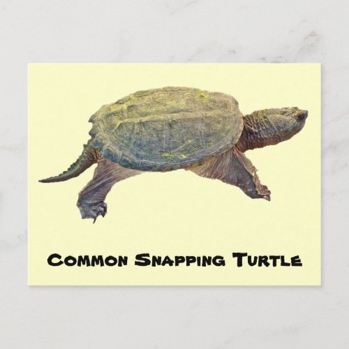 Common Snapping Turtle _ Chelydra serpentina Postcard