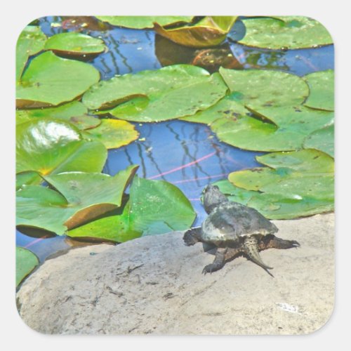 Common Snapping Turtle _ Chelydra serpentina Square Sticker