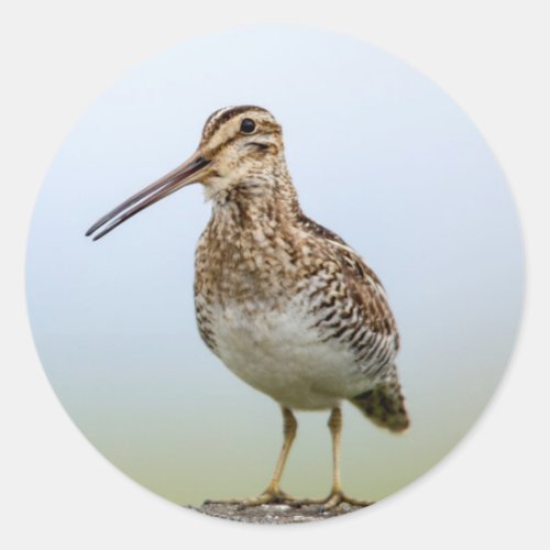 Common Snipe At Ninepipe Wma Near Ronan Classic Round Sticker