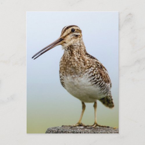 Common Snipe At Ninepipe Wma Near Ronan Postcard