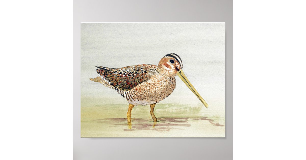 Common Snipe Poster Zazzle