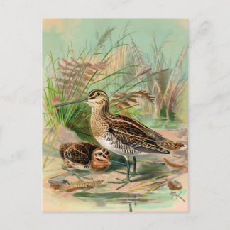 Common Snipe Vintage Bird Illustration Postcard