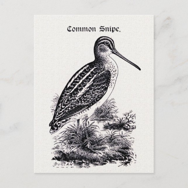"Common Snipe" Vintage Illustration Postcard (Front)