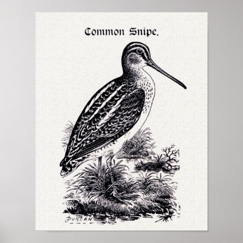 Common Snipe Vintage Illustration Poster