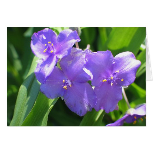 Common Spiderwort Cards (Front Horizontal)