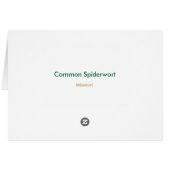 Common Spiderwort Cards (Back Horizontal)