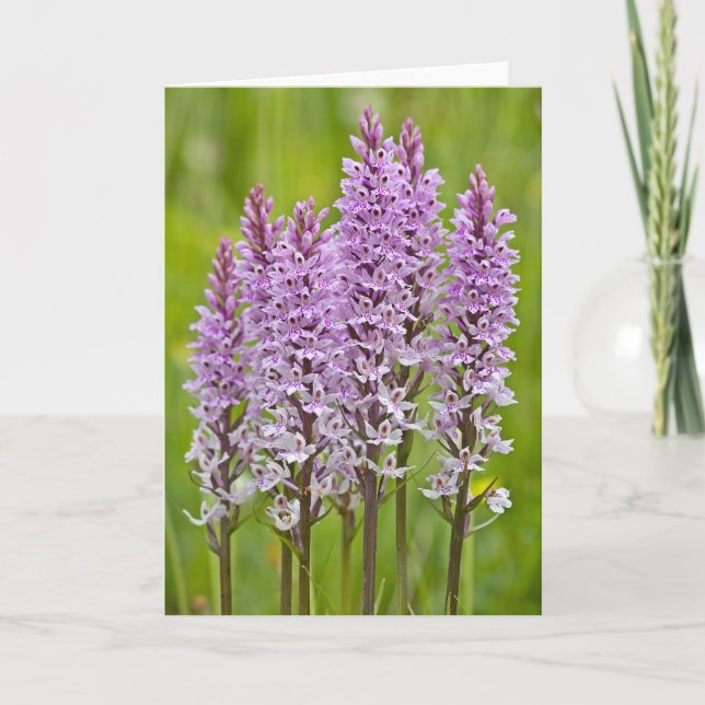 Common Spotted Orchid - Greeting Card (Front)