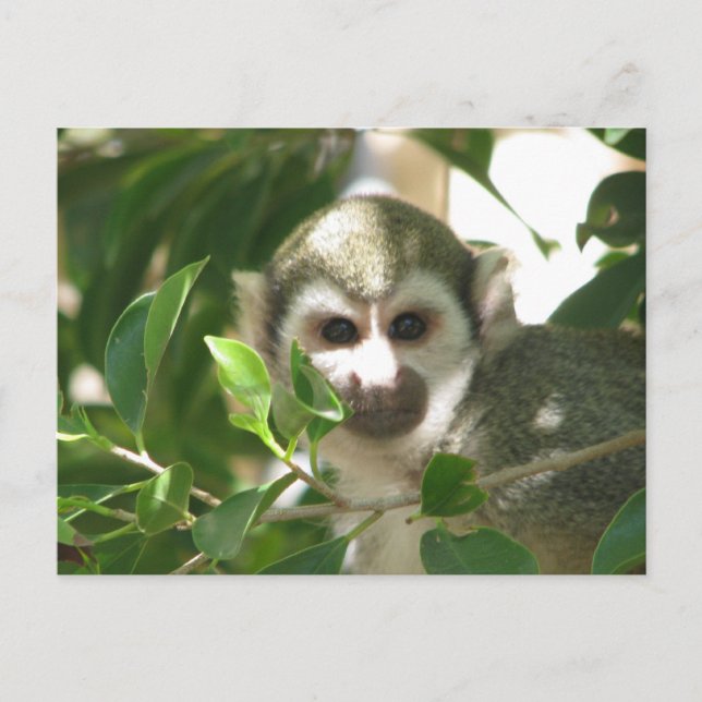 Common Squirrel Monkey Postcard (Front)