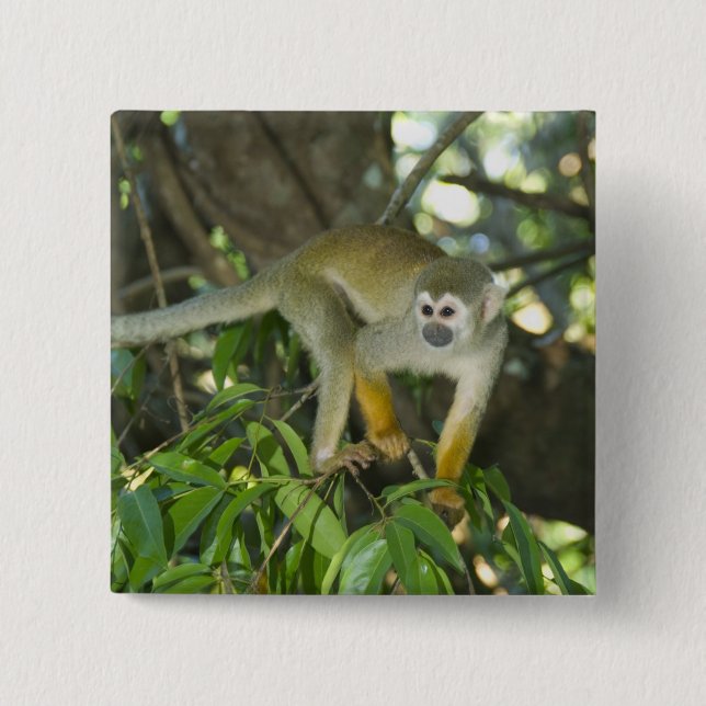 Common Squirrel Monkey, (Saimiri sciureus), Rio Button (Front)