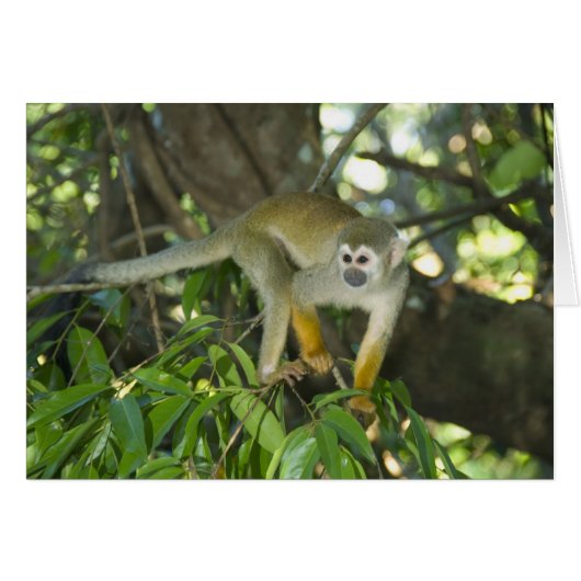 Common Squirrel Monkey, (Saimiri sciureus), Rio Cards (Front Horizontal)
