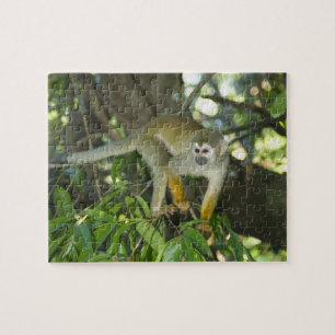 Common Squirrel Monkey, (Saimiri sciureus), Rio Jigsaw Puzzle