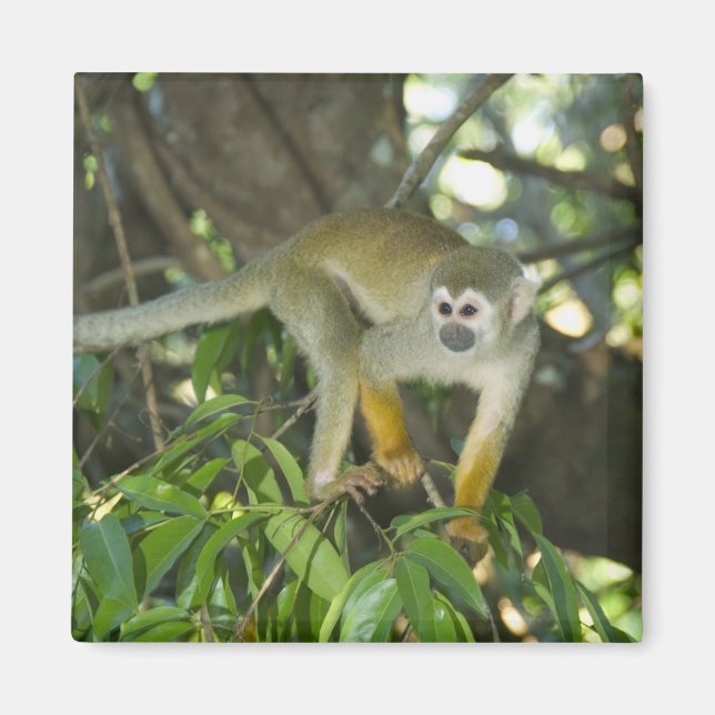 Common Squirrel Monkey, (Saimiri sciureus), Rio Magnet (Front)