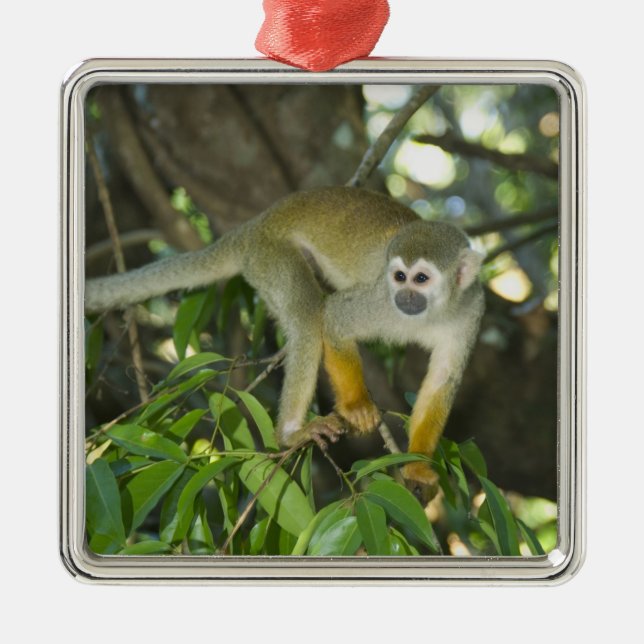 Common Squirrel Monkey, (Saimiri sciureus), Rio Metal Ornament (Front)