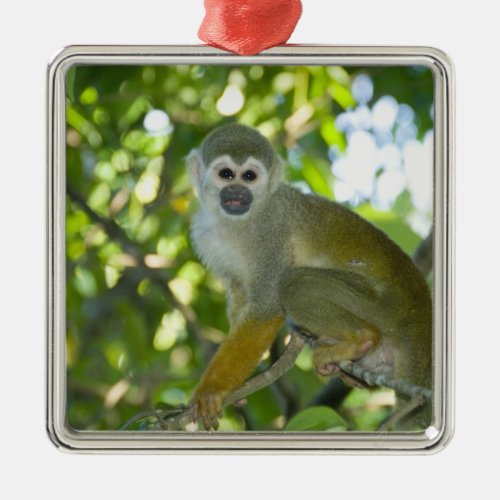 Common Squirrel Monkey Saimiri sciureus Rio Metal Ornament