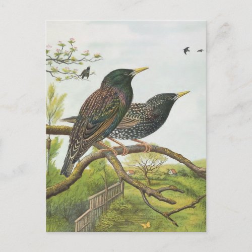 Common Starling Postcard