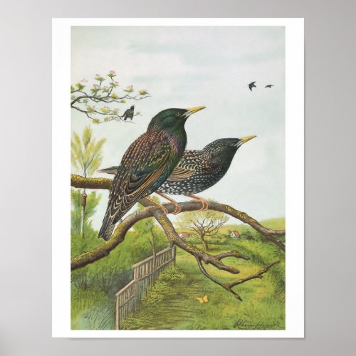 Common Starling Poster
