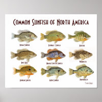 Common Sunfish Poster