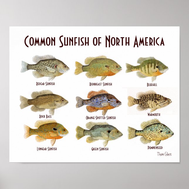 Common Sunfish Poster (Front)