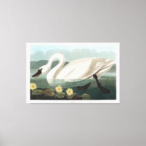 Common Swan Canvas Print