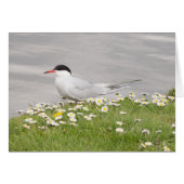 Common Tern Cards (Front Horizontal)