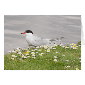 Common Tern Cards