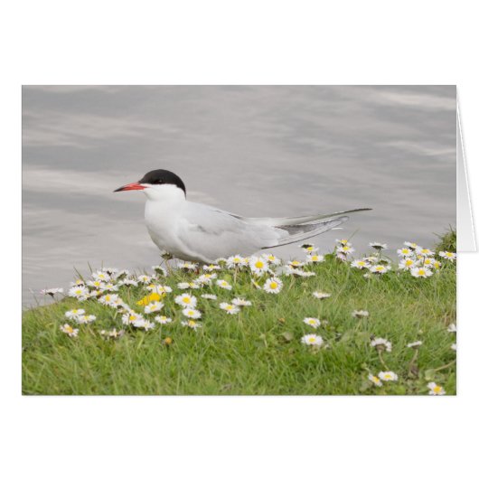 Common Tern Cards (Front Horizontal)