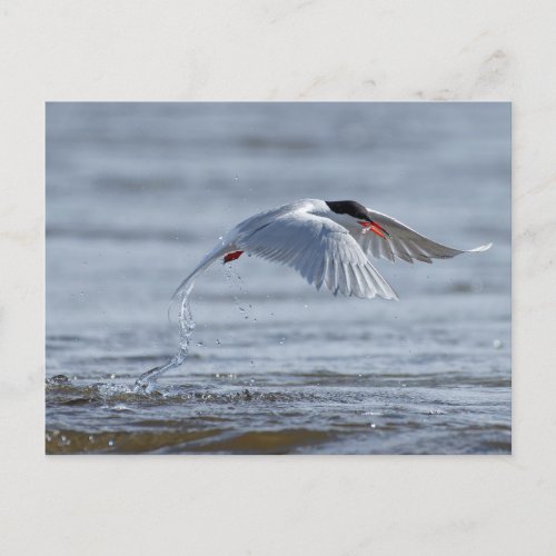 Common tern nature photo postcard