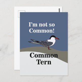 Common Tern Seabird Bird Funny Postcard