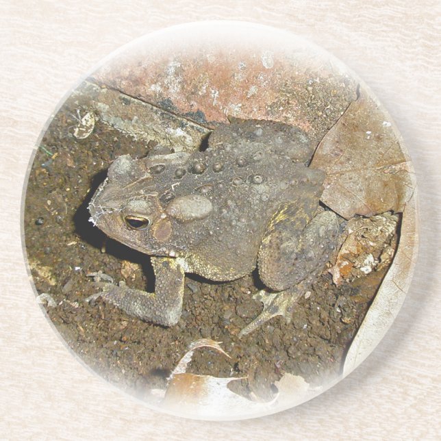 Common Toad Coaster (Front)