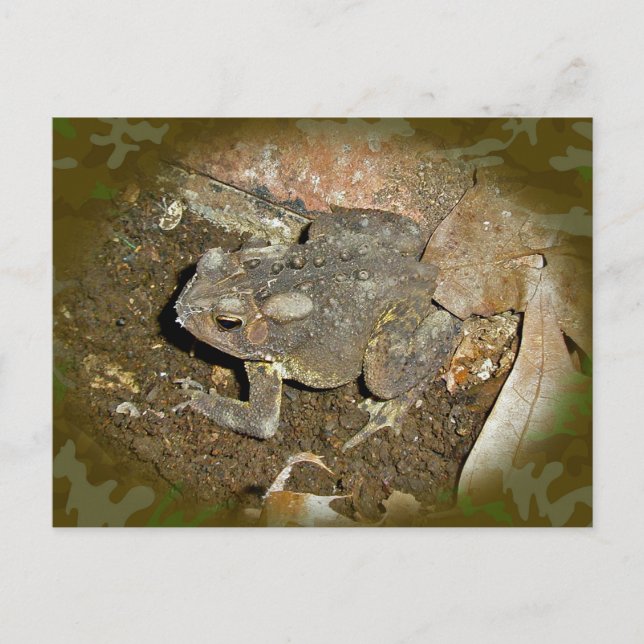 Common Toad Coordinating Items Postcard (Front)