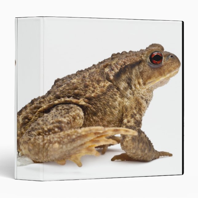 Common toad or European toad (Bufo bufo) pissing Binder (Front/Spine)