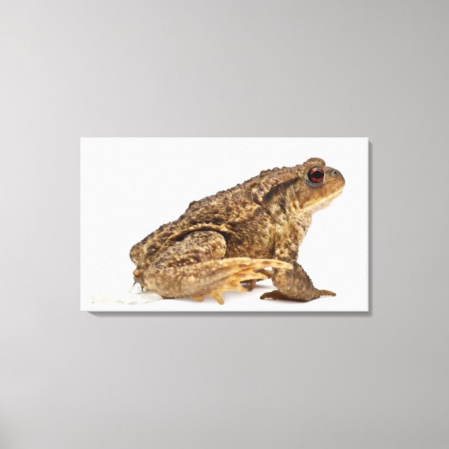 Common toad or European toad (Bufo bufo) pissing Canvas Print (Front)