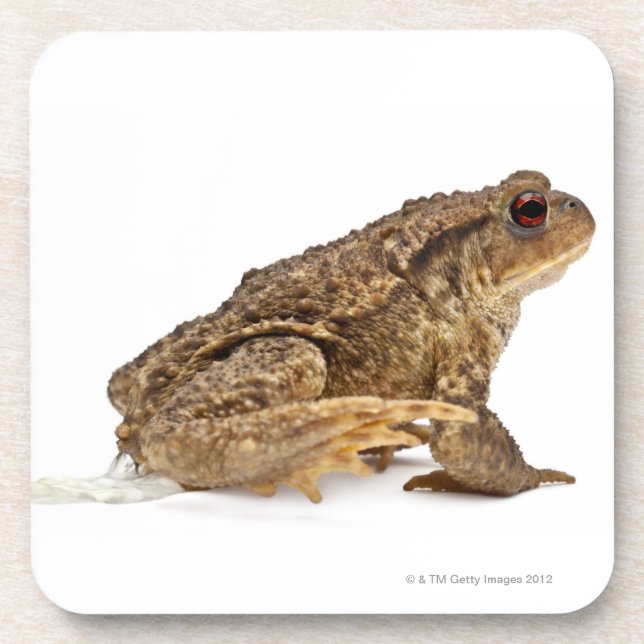 Common toad or European toad (Bufo bufo) pissing Coaster (Front)